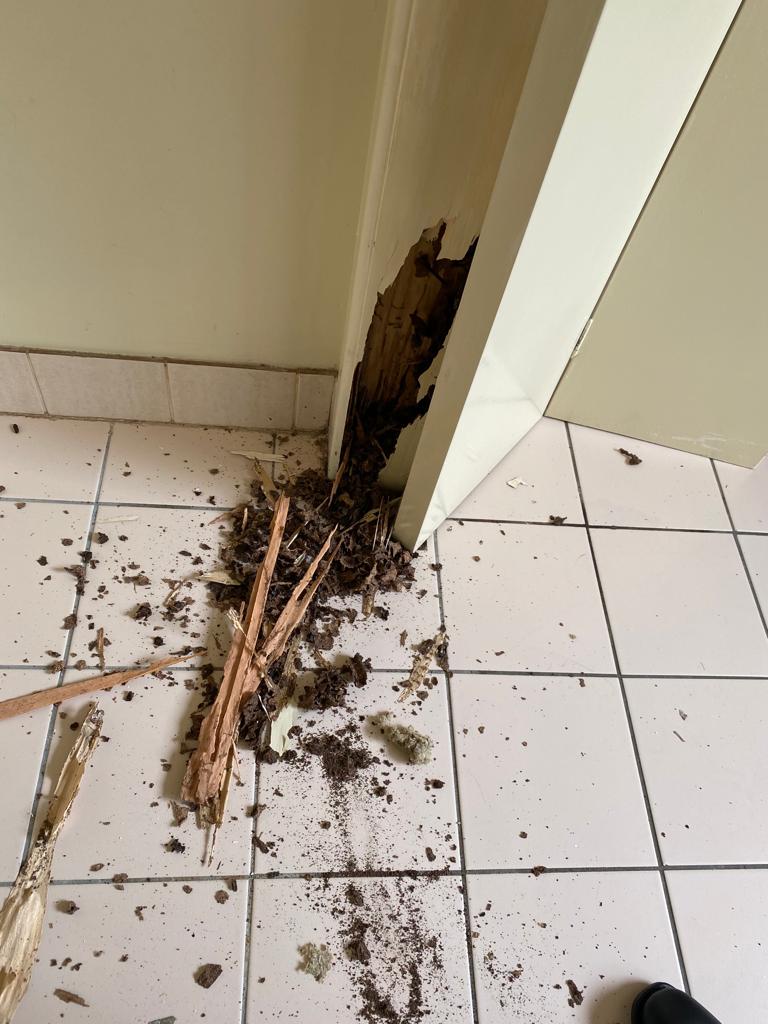 Termite Damage Clark Real Estate