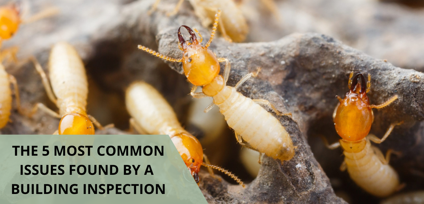 The FIVE most common issues found in a building and pest inspection ...